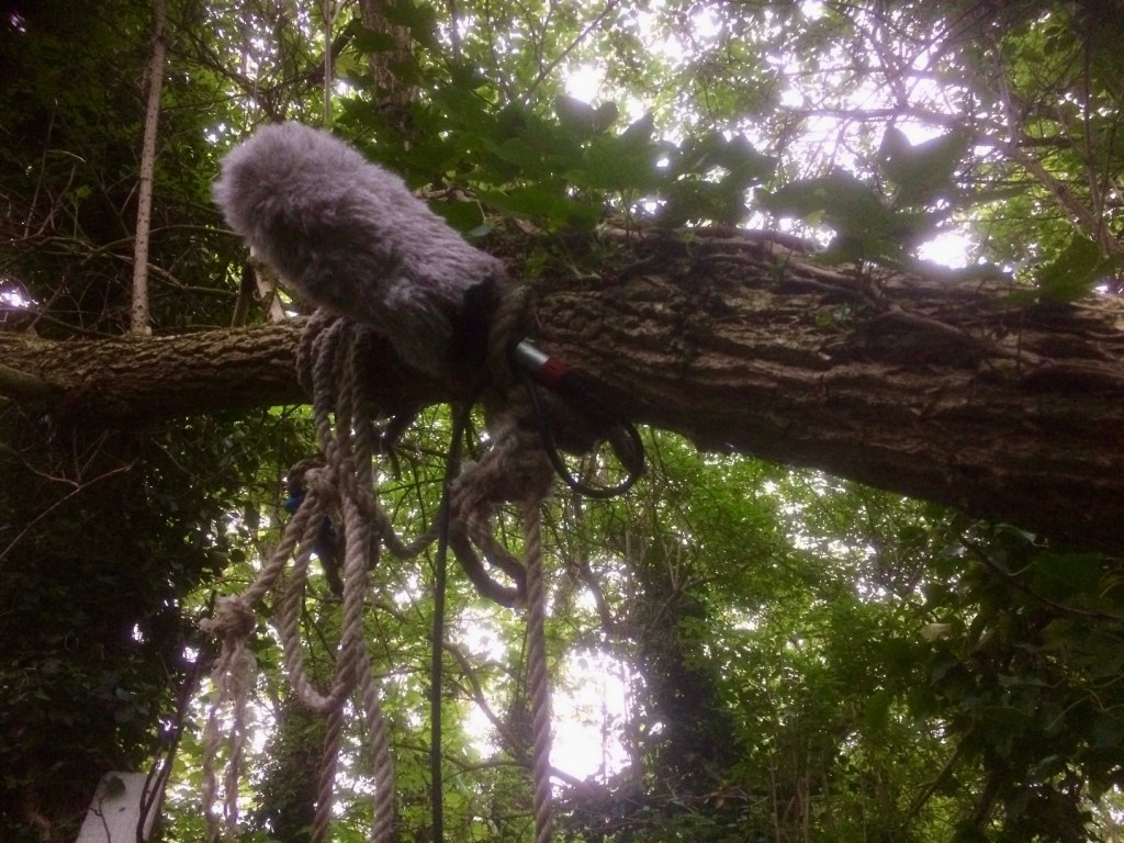 Microphone with grey fluffy cover in a leafy tree tied with a rope, angled upwards