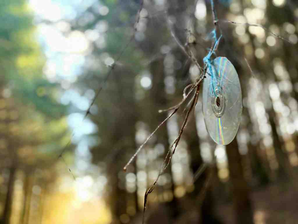CD hung on a thin tree branch, blurry pine forest in background
