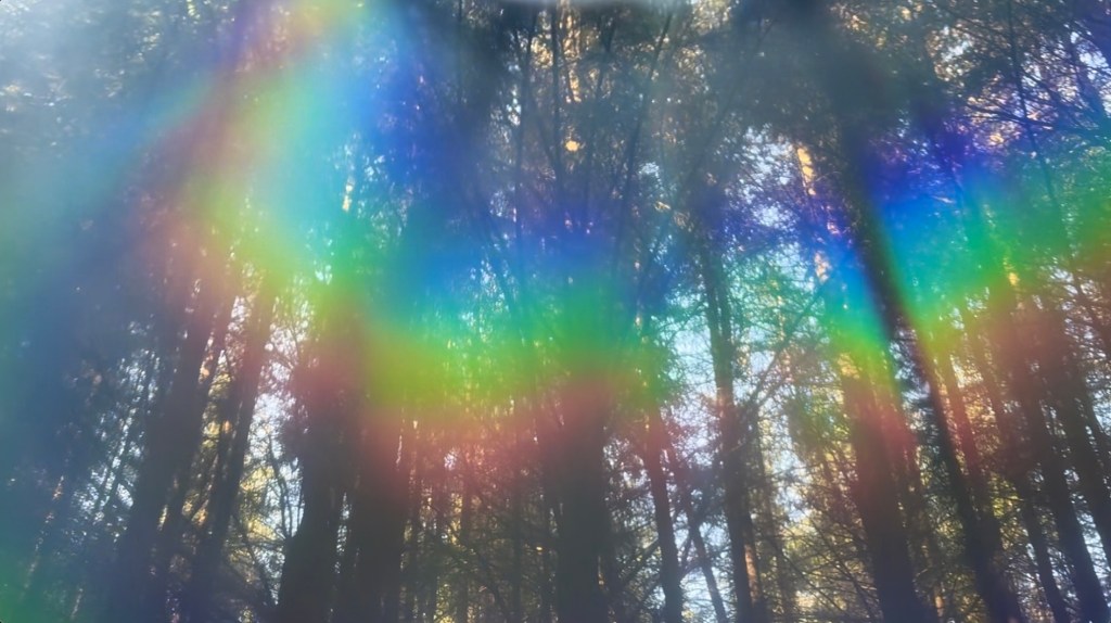 Rainbow reflection on pine forest